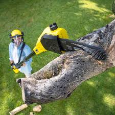  Richmond, CA Tree Removal and Landscaping Services Pros